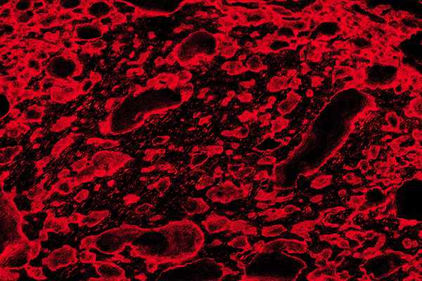 photographie experimentale