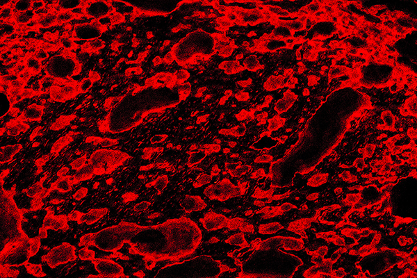 photographie réalisée pour le projet